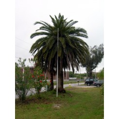 Canary Island Date Palm 16' CT